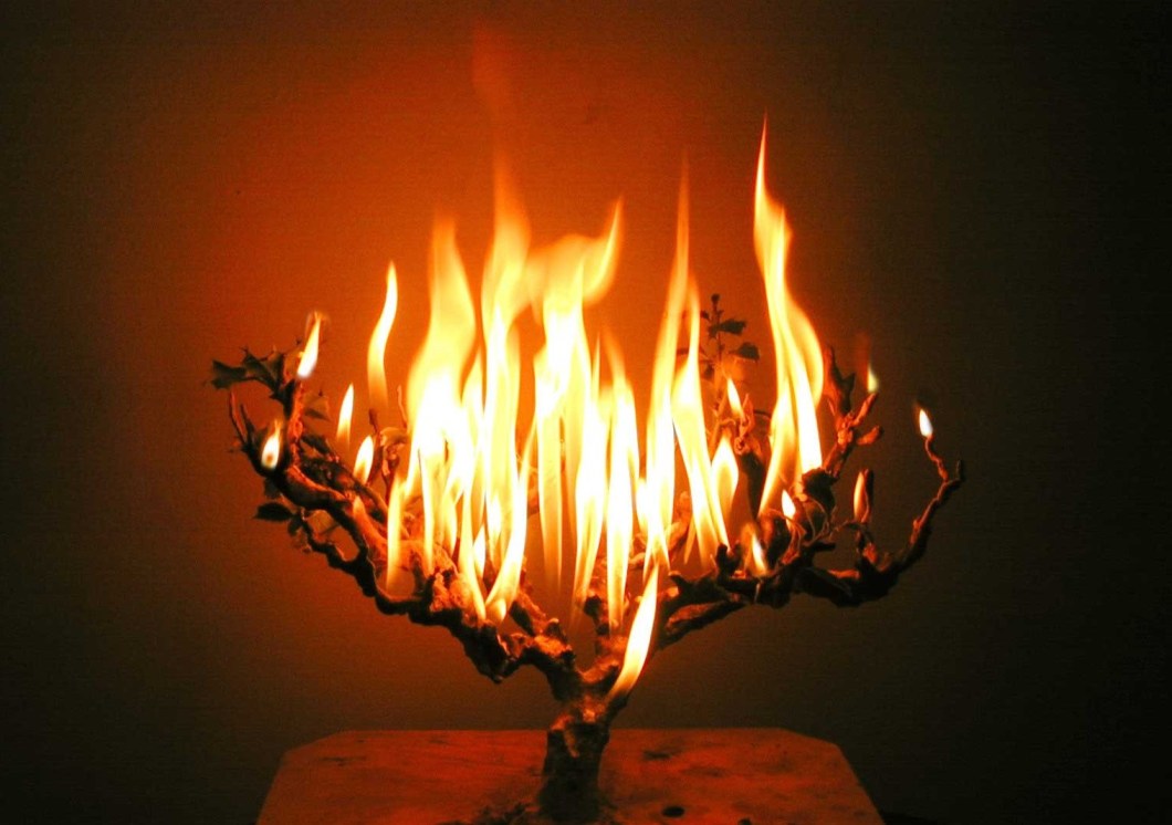 yanan_agac_nettekeyif.net