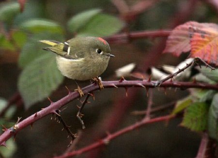 426212119_139440_10426176806458866833