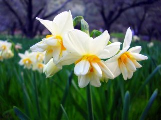 nergis-satan-yandi-2035